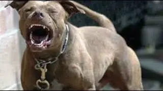 KÖPEK SALDIRISI !!!!! ( ölüyorduk az daha) !!!!!  :o    :o   :o