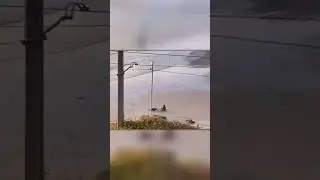 Нападение Сумасшедшего Тюленя