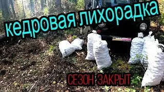 Кедровая лихорадка.Сезон закрыт