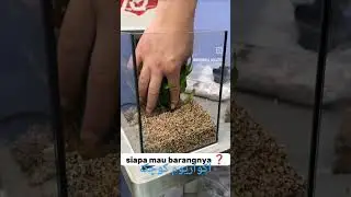 آکواریوم کوچک سی لیتری aquarium 30 liter