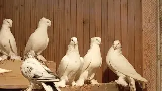 Андижанский голуби санкт-петербург