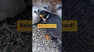 Being a mom is hard! #falcons #birdwatching #animals