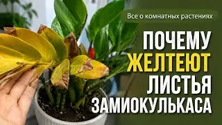 Желтеют листья замиокулькаса.5главных ошибок при выращивании замиокулькаса.