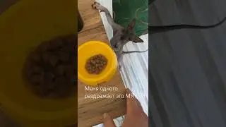 Сладкий голосок ))