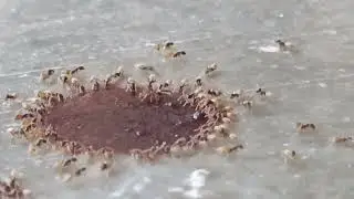 Ants family get together. what a natural moment !