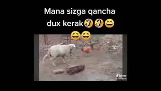 hayvonlar .jangi.