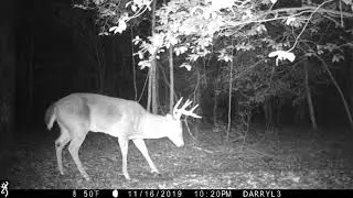 Buck works the scrape