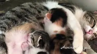 Kucing Menyusui Anaknya | Bayi Kucing Lagi Menyusu Induknya