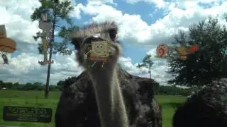Ostrich army