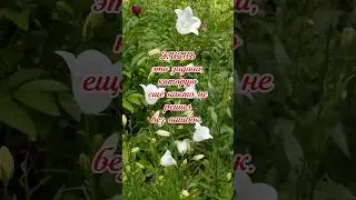 #цитаты #лучшие ❤️