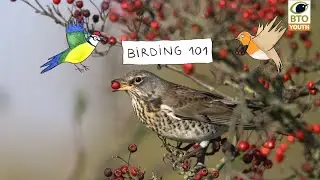 #BTOYouth Birding 101 – Garden Birds
