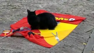 Vaticat (Riker) experiences her first nice thing!