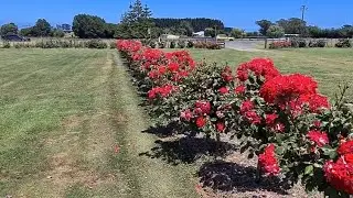 Потрясающий розовый сад у дороги в Новой Зеландии/ Stunning rose garden by the road in New Zealand