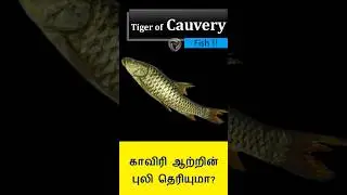 Humpback Mahseer fish