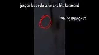 Kucing nyanh kut