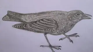 Spotted nutcracker drawing. Кедровка рисунок