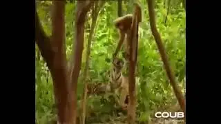 Мартышка тролит тигров!