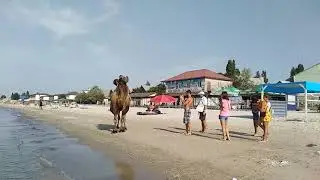 Коблево. Катание на верблюде по пляжу