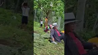 Sulirap sa dahon sa lubi 