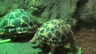 Five Beautifull Turtle