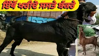 Goats fair Tungwali ਤੁੰਗਵਾਲੀ  ਬੱਕਰੀਆਂ ਦਾ ਮੇਲਾ 17 ਤਰੀਕ
