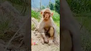 Monkey wala funny video #comedy #funny #funnyvideo