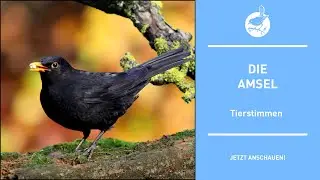 Vogelstimmen: Die  Amsel