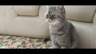 смотреть до конца😁🤗🥰кошечка