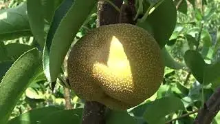 Pere japoneze