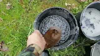 Первая подкормка - настой золы.