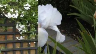 Merriment Garden