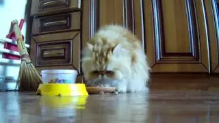 Как ест персидский кот/How persian cat eat?