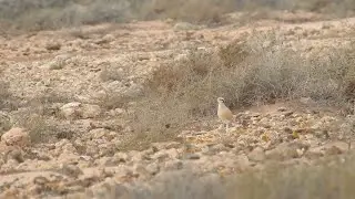Cream-coloured Courser (Llanos de Tindaya 9th February 2024)
