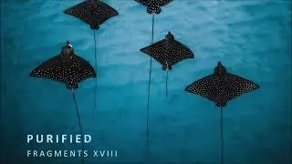 Jono Stephenson - Pathfinder (Extended Mix) [Purified]