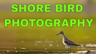 WILDLIFE PHOTOGRAPHY SHORE BIRDS