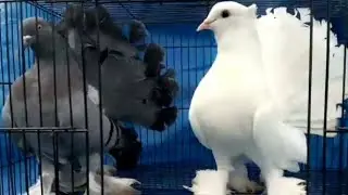 Beautiful pigeons video 🥰||kabutar ki video||🕊️pigeon status ||The pigeon post #kabutar