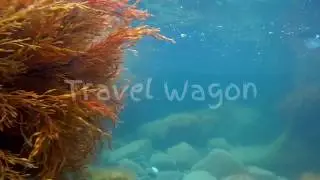 Welcome to TRAVEL WAGON