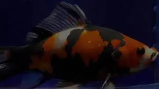 Goldenfish for sale Blackwater Creek