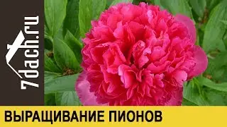Пионы: основные особенности выращивания и применения - 7 дач