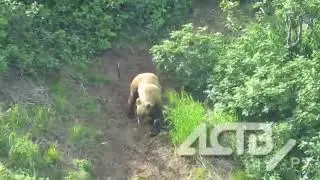 Два неуклюжих медведя попали на видео в окрестностях Северо-Курильска