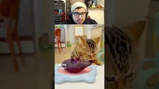 Cat Loving Food