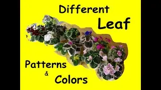 12 Examples Of Variegated African Violets