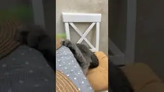 Смешной кот играет с игрушкой