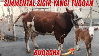 Simmental Sigir Yangi Tuqqan ☎️+998 91 670 52 00