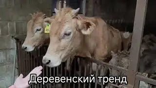 Скоро на Яндекс Дзен ждём