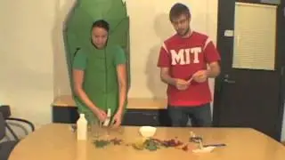 Time for Me to Leaf: Tree Chlorophyll Chromatography