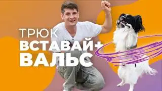 Трюк для собак ВСТАВАЙ и ВАЛЬС 🐩 Научить собаку ходить танцевать крутиться стоять на задних лапах 🎩