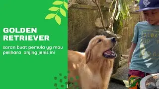 PESAN BUAT YANG PINGIN PELIHARA ANJING | GOLDEN RETRIEVER