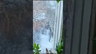 Дятел