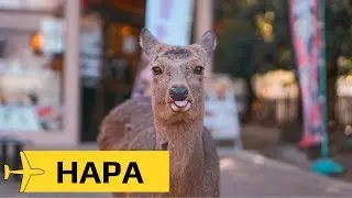Нара, хлопковый чизкейк и священные олени